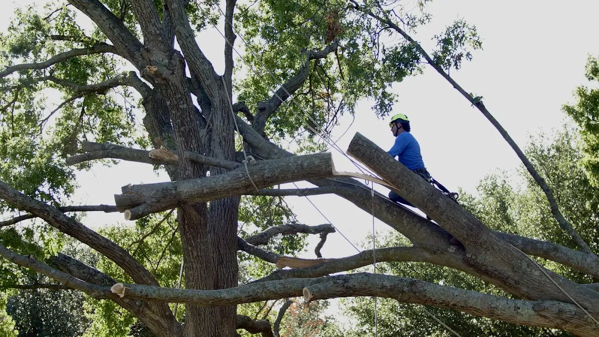 Professional Hazardous Tree Removal performed by certified arborists in Amistad