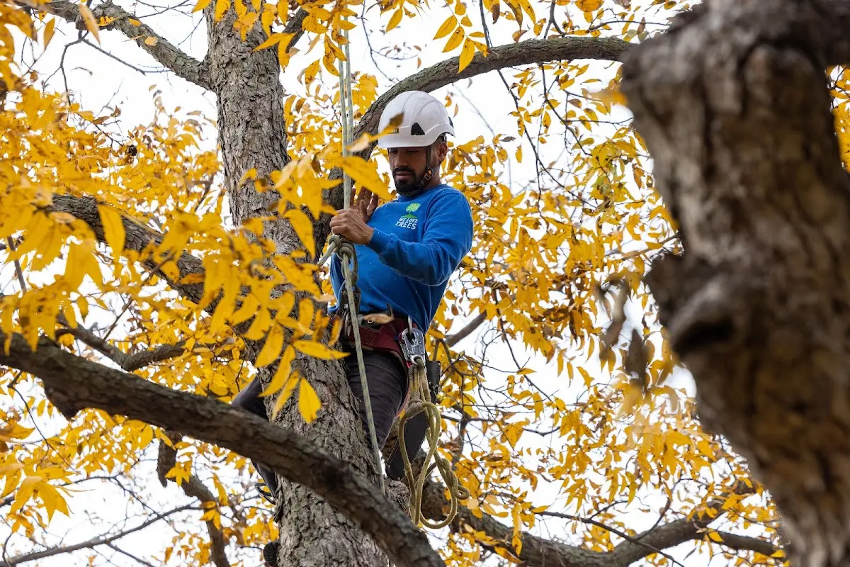 Skilled Dead Tree Removal crew working in Amistad