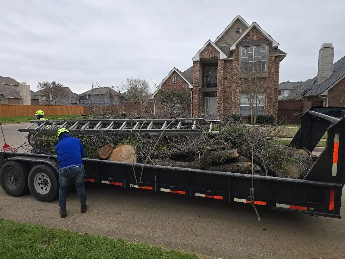 Expert Tree Removal with proper safety equipment in Amistad